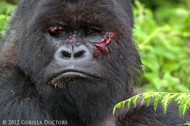 Silverback Getty Injured in Interaction